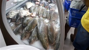 Peixarias estão movimentadas nesta sexta-feira (14)